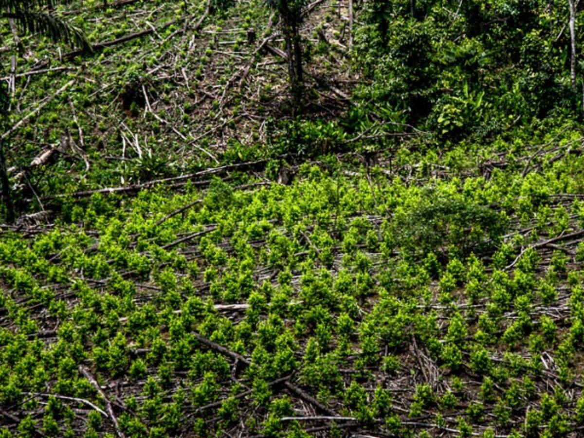 En Nariño hay 45.000 hectáreas de coca: exdirector de cultivos ilícitos