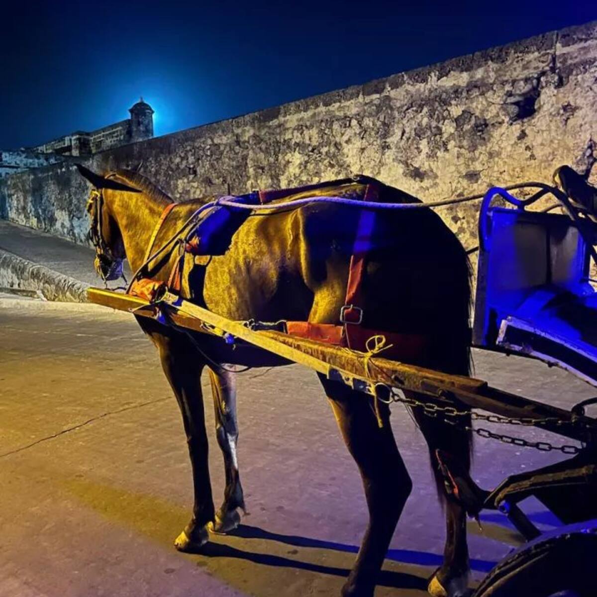 Decreto oficial prohíbe el tránsito de coches con caballos en el Centro Histórico