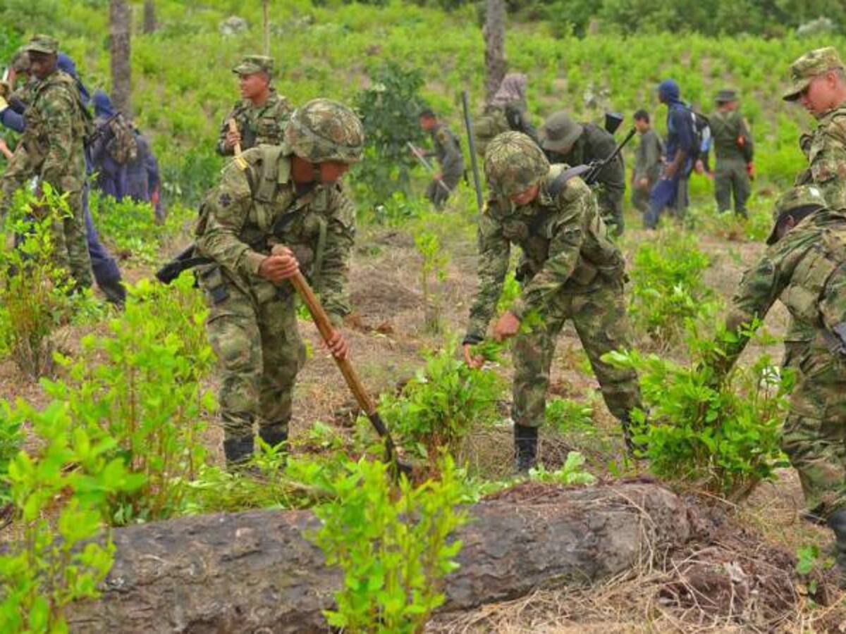 Seguiremos resembrando cultivos ilícitos: cocaleros del Alto Mira, Nariño