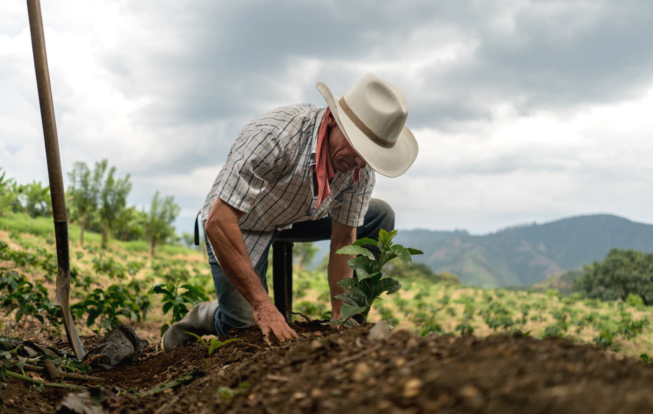 Según decenas de expertos, Colombia utiliza en cultivos y plantaciones menos de cinco millones de hectáreas de casi 22 millones que tienen vocación agrícola