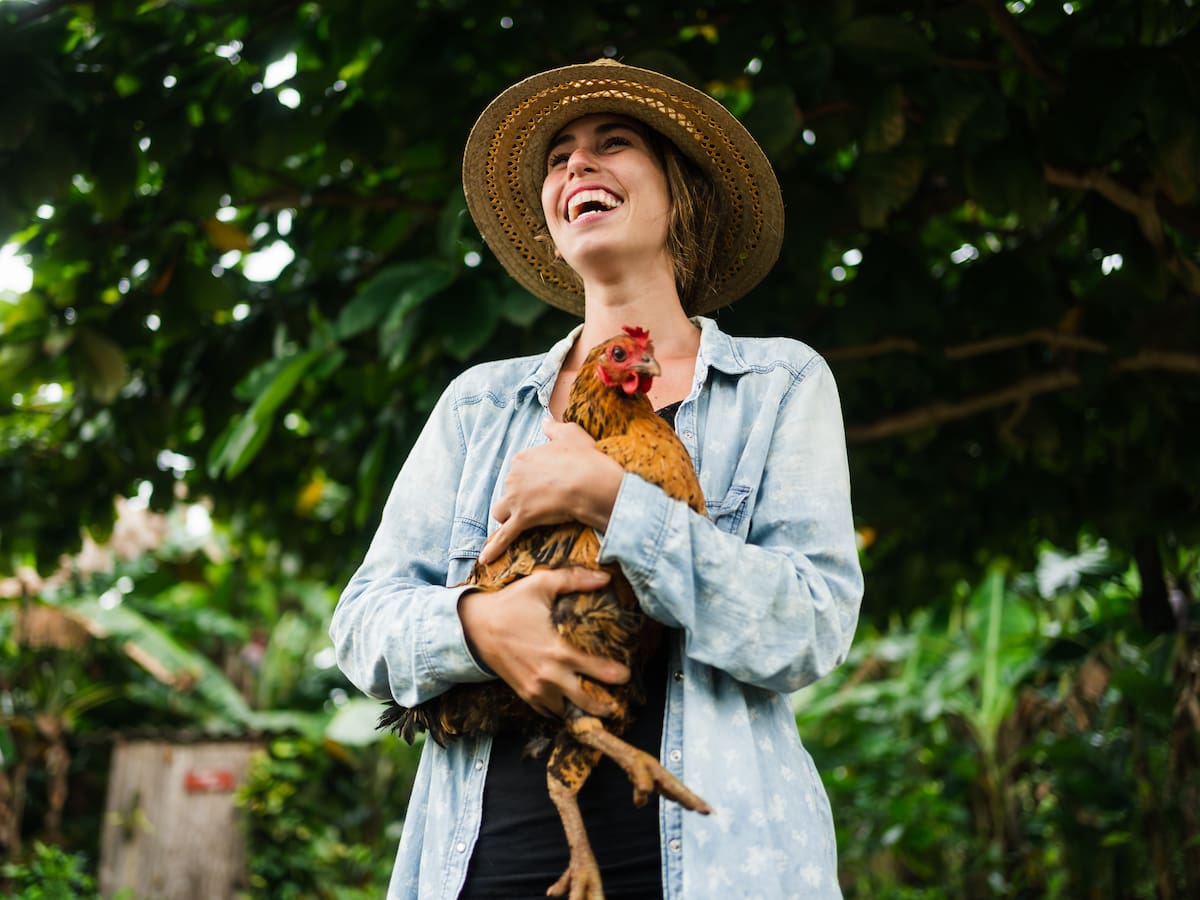 ¿Cuánto es lo máximo que vive una gallina? Años que pone huevos y edad a la que considera ‘vieja’