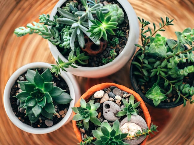 Variedad de suculentas en el hogar (Foto vía Getty Images)
