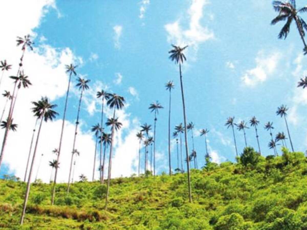 Más de 1.700 palmas de cera incautadas en enero y febrero