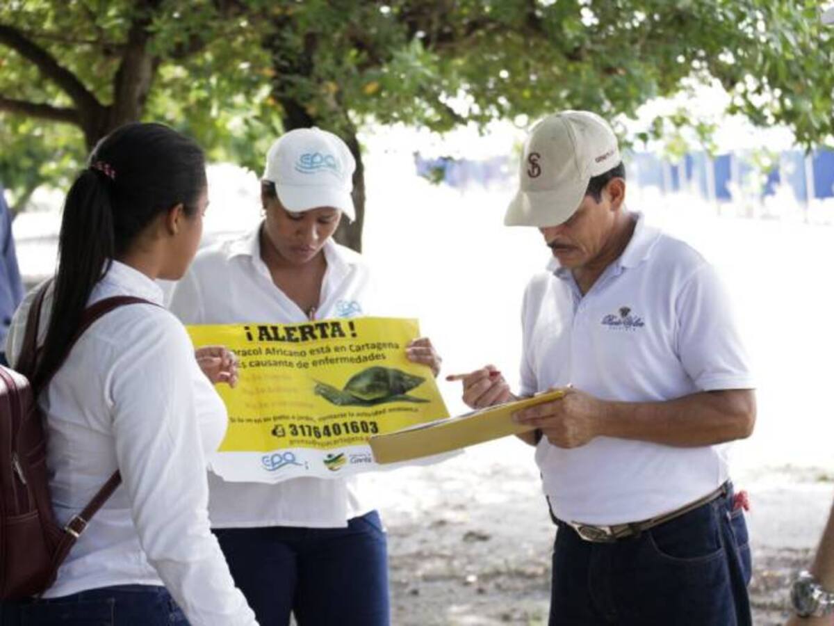 En Castillogrande en Cartagena realizan jornada de sensibilización sobre el caracol africano