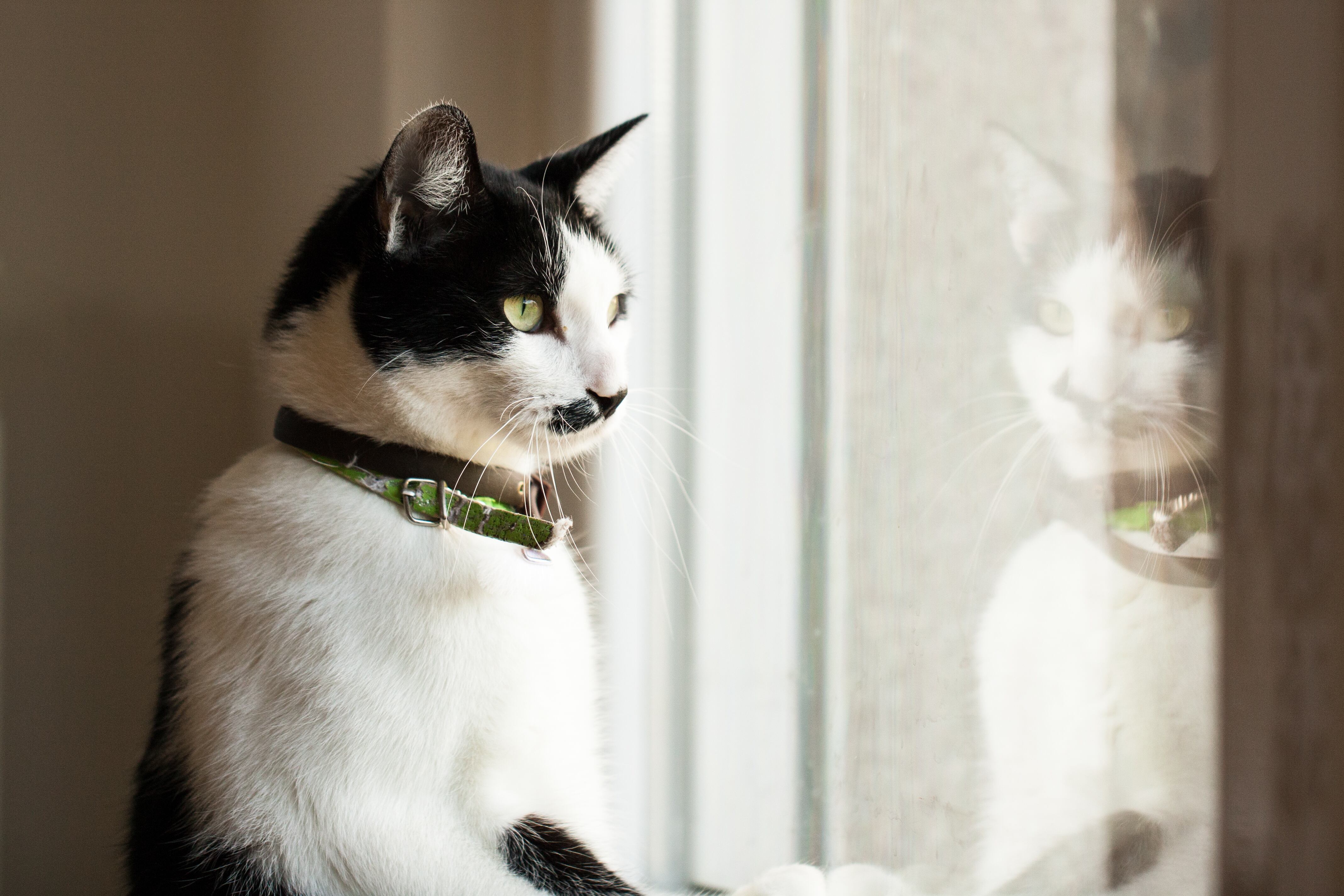 Gato viendo el exterior desde su ventana (Foto vía Getty Images)