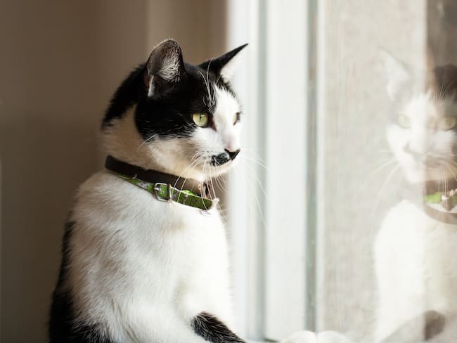 Gato viendo el exterior desde su ventana (Foto vía Getty Images)