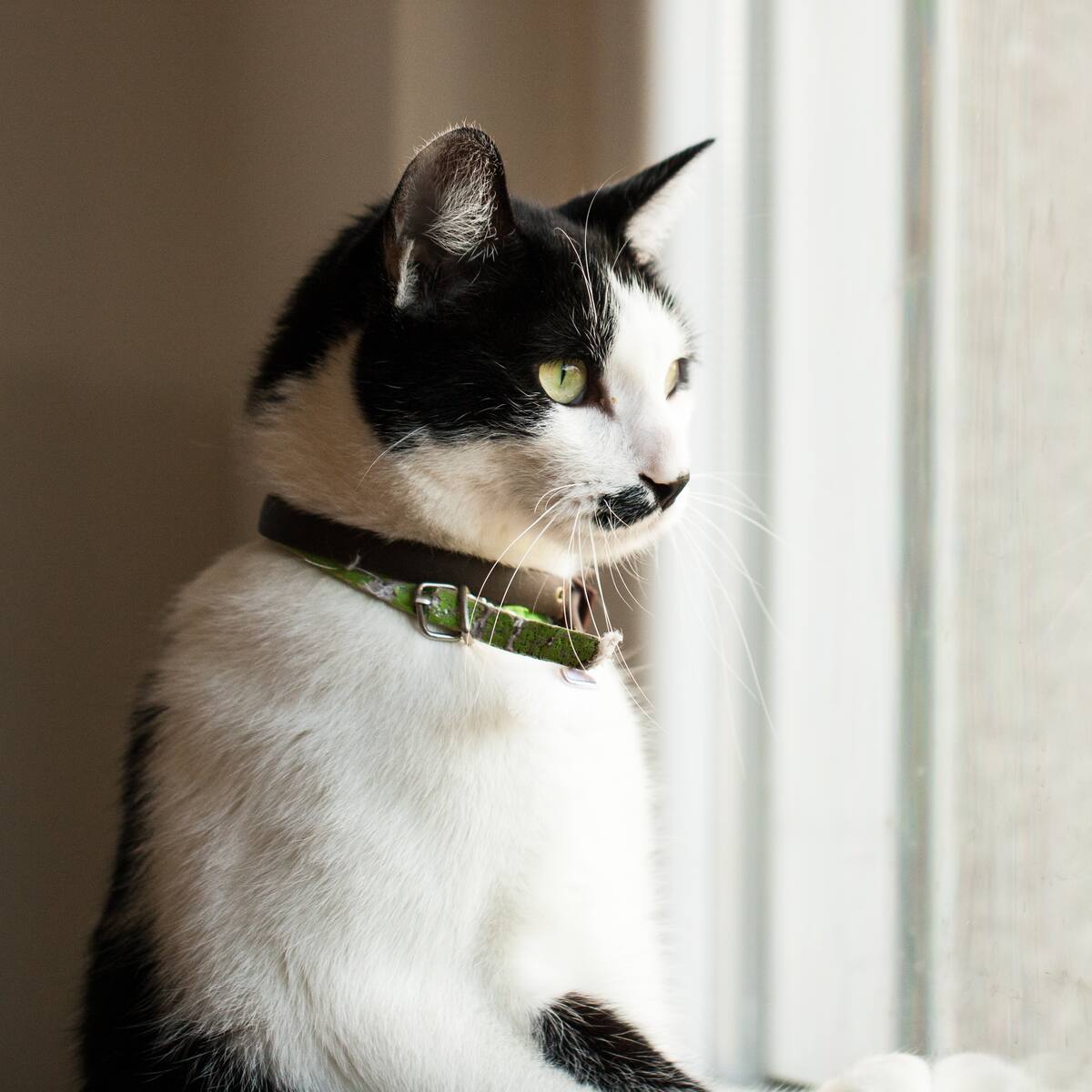 ¿Deja solo a su gato en casa? Este es el tiempo máximo que podría estar sin inconvenientes