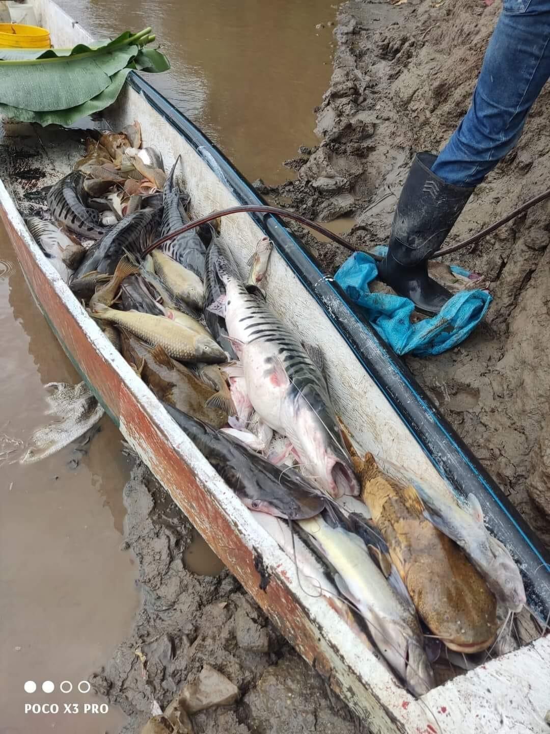 Altos niveles de sedimentación habrían generado la mortandad de peces