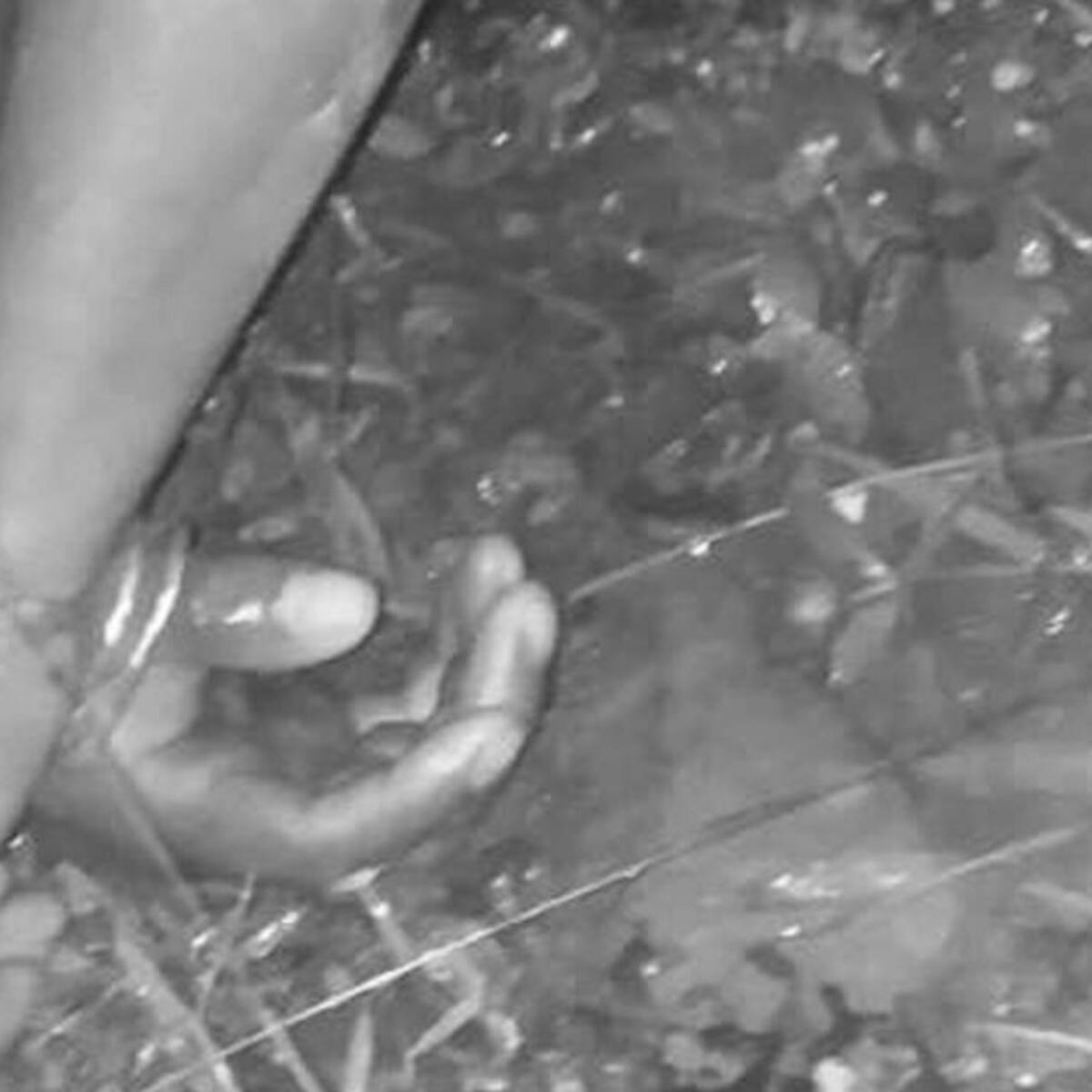 Joven indígena fue amarrado y asesinado en Caldono, Cauca