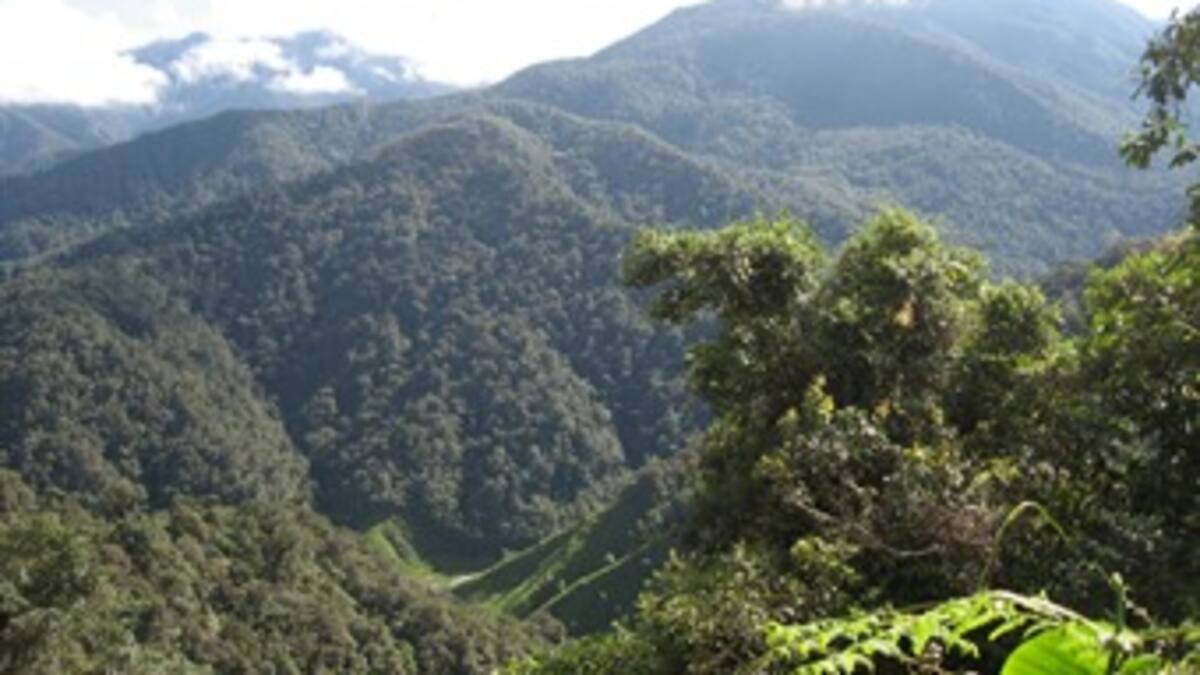 Gobierno colombiano restaurará más de 280 mil hectáreas de bosques