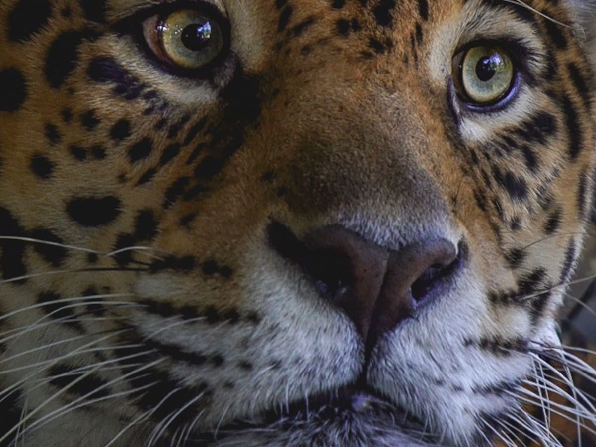 Ya llegó Chaac a Ukumarí, desde hoy el jaguar rescatado tendrá una nueva oportunidad