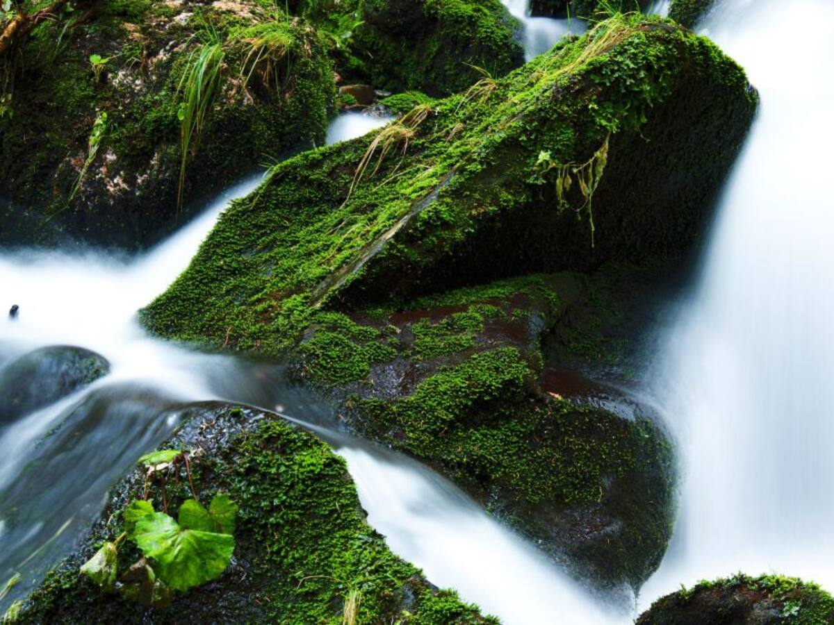 En esta época de navidad deja los musgos en su hábitat