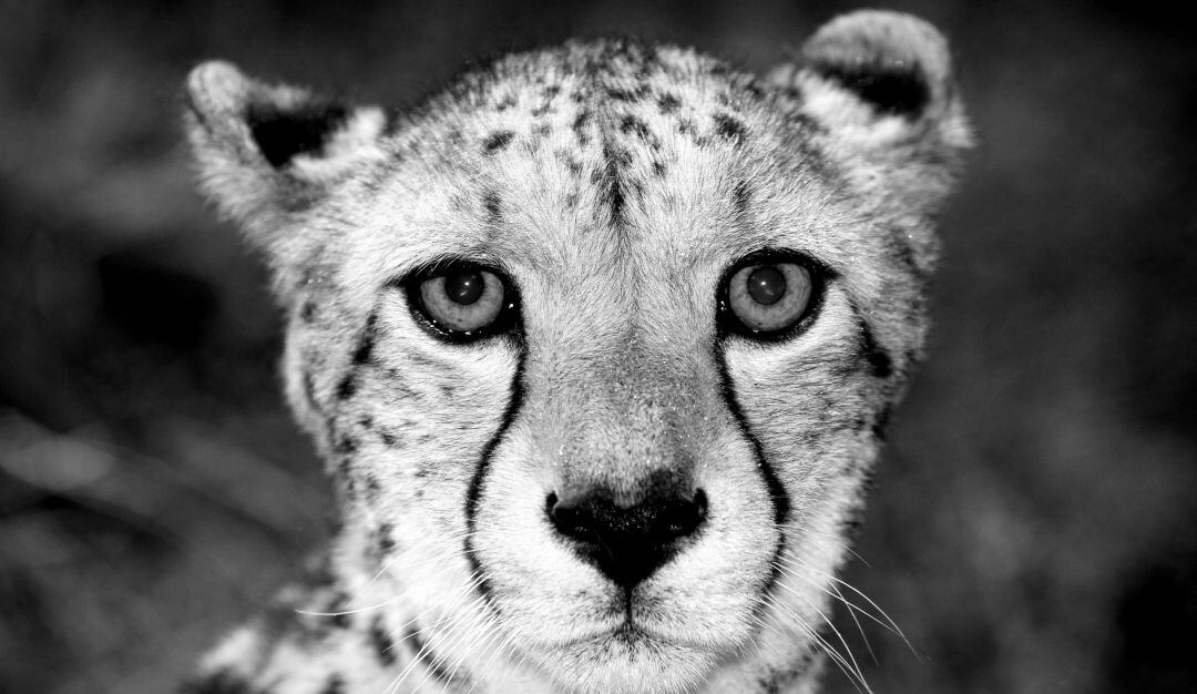 En peligro de extinción se encuentran los 12 guepardos que quedan en Irán