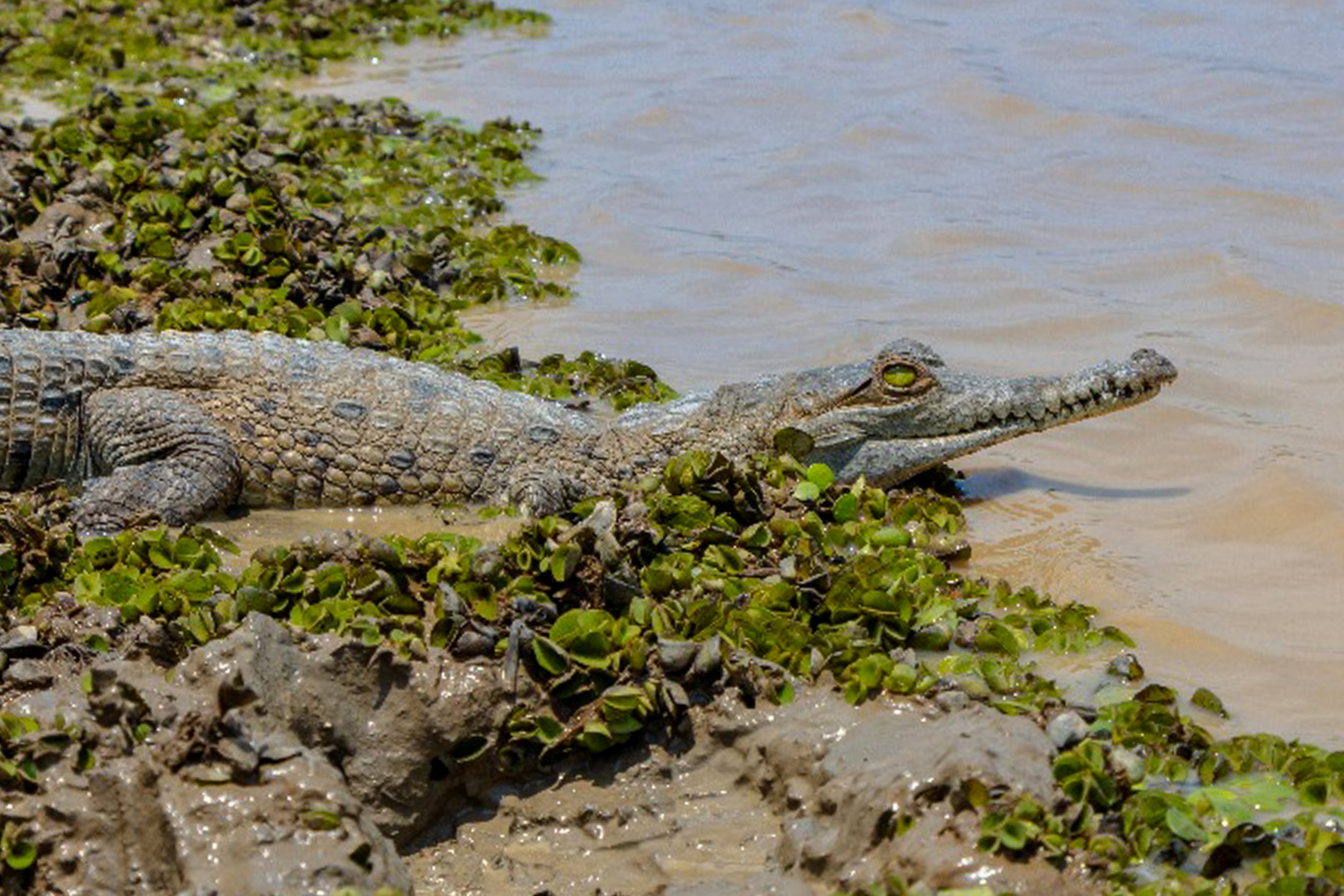 AME8213. PAZ DE ARIPORO (COLOMBIA), 09/03/2025.- Fotografía cedida por Corporinoquia sin fecha que muestra un caimán llanero, (Crocodylus intermedius),durante una jornada de liberación en el Hato La Aurora en Paz de Ariporo (Colombia). Un grupo de 40 caimanes llaneros fue liberado en una reserva natural del departamento colombiano de Casanare (este), luego de una proceso de crianza y adaptación para fortalecer los ecosistemas acuáticos de la región. EFE/ Corporinoquia /SOLO USO EDITORIAL/NO VENTAS/SOLO DISPONIBLE PARA ILUSTRAR LA NOTICIA QUE ACOMPAÑA (CRÉDITO OBLIGATORIO)