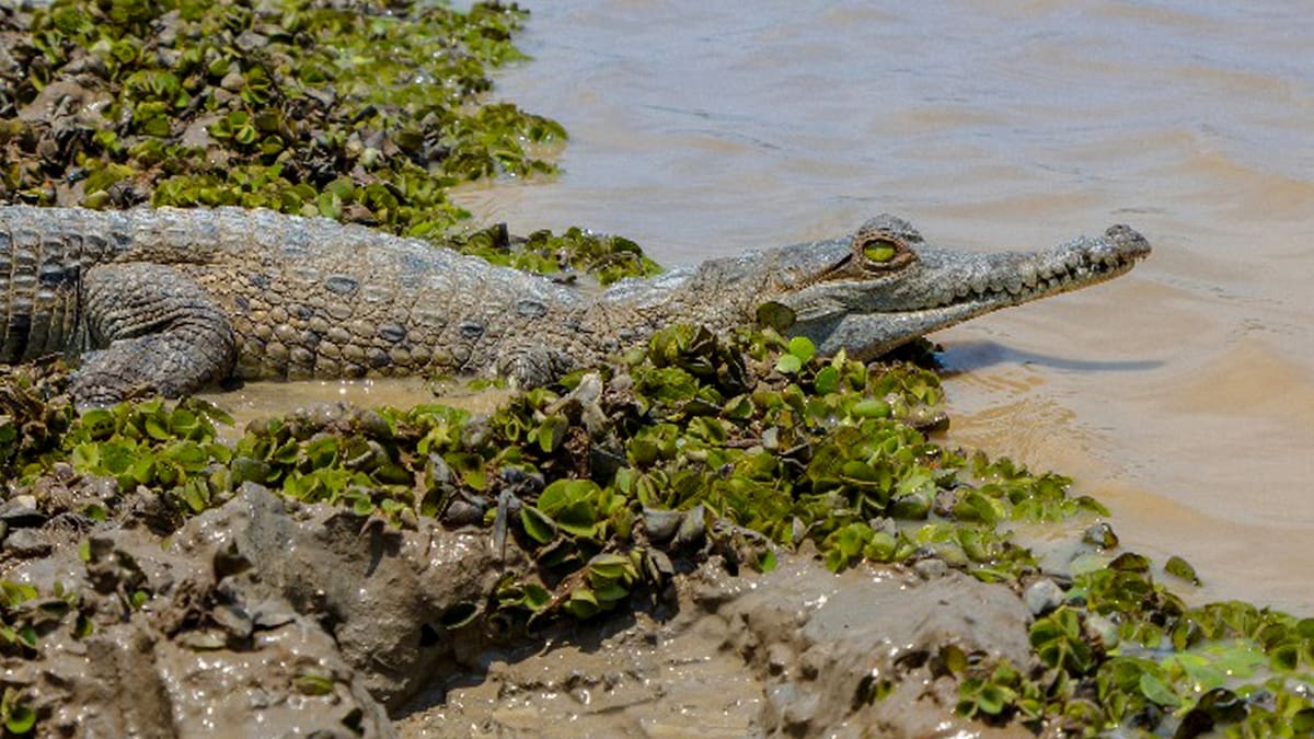 Cormacarena determinó que la Universidad Nacional debe alimentar a los caimanes llaneros del país