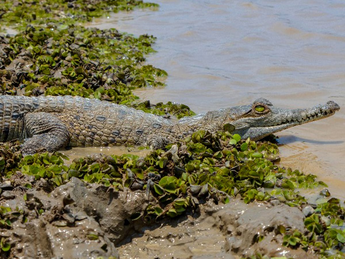 Fueron liberados 40 caimanes llaneros en reserva natural de Casanare