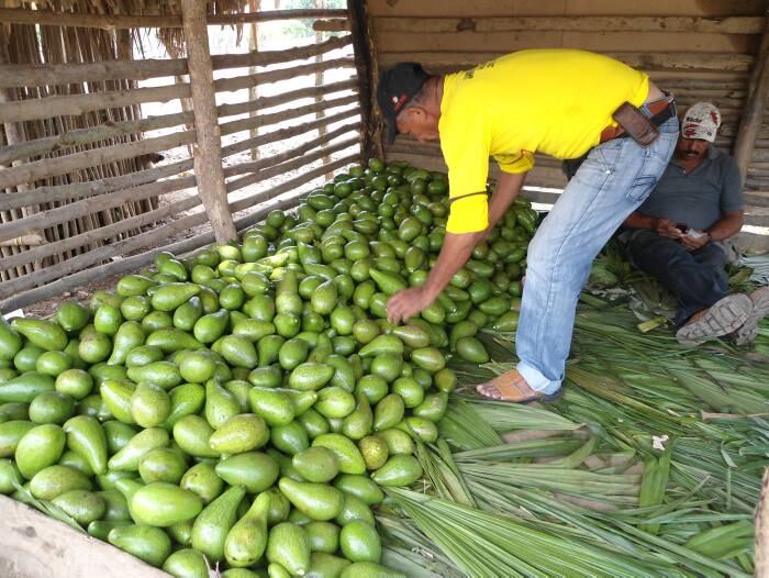 El verano acabó con la cosecha de aguacates