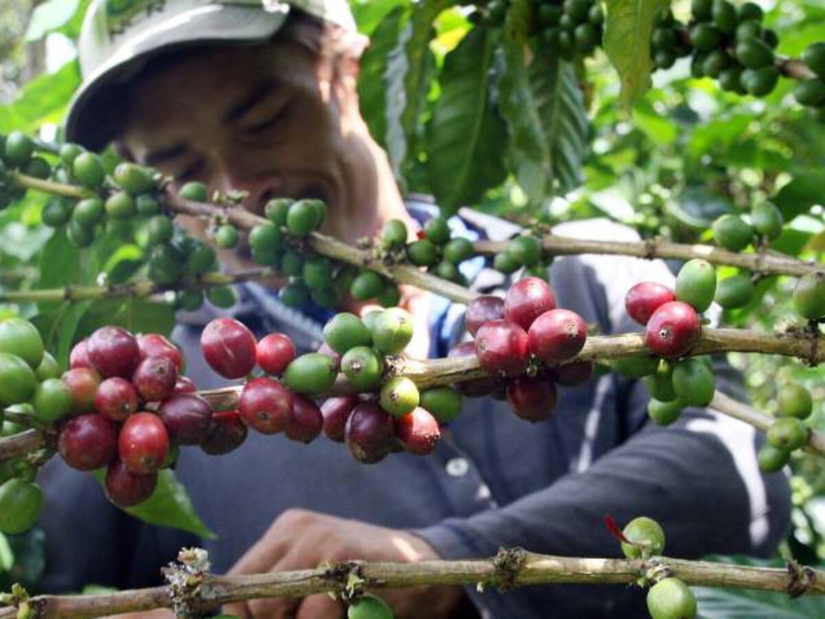 El café, un modelo de paz en zonas del posconflicto: Fedecafé