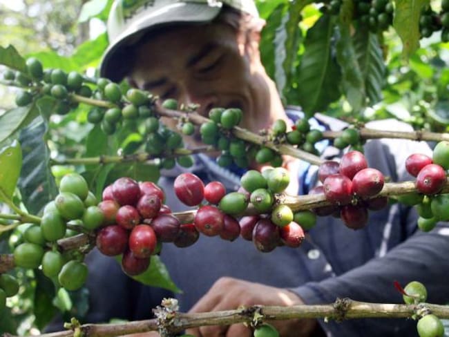 El café, un modelo de paz en zonas del posconflicto: Fedecafé