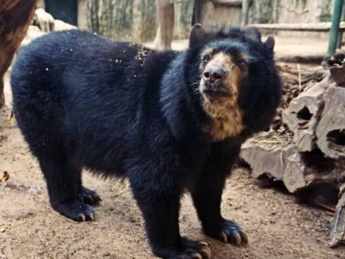 El oso de anteojos, presidente del zoológico de Barranquilla