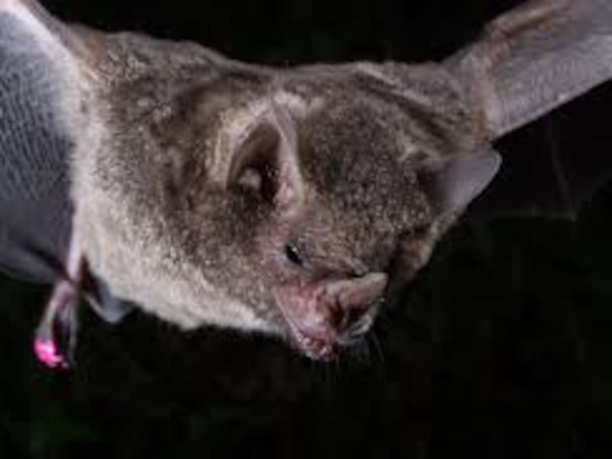 Llamado de autoridades del Valle para no estigmatizar a los murciélagos por el virus de la rabia