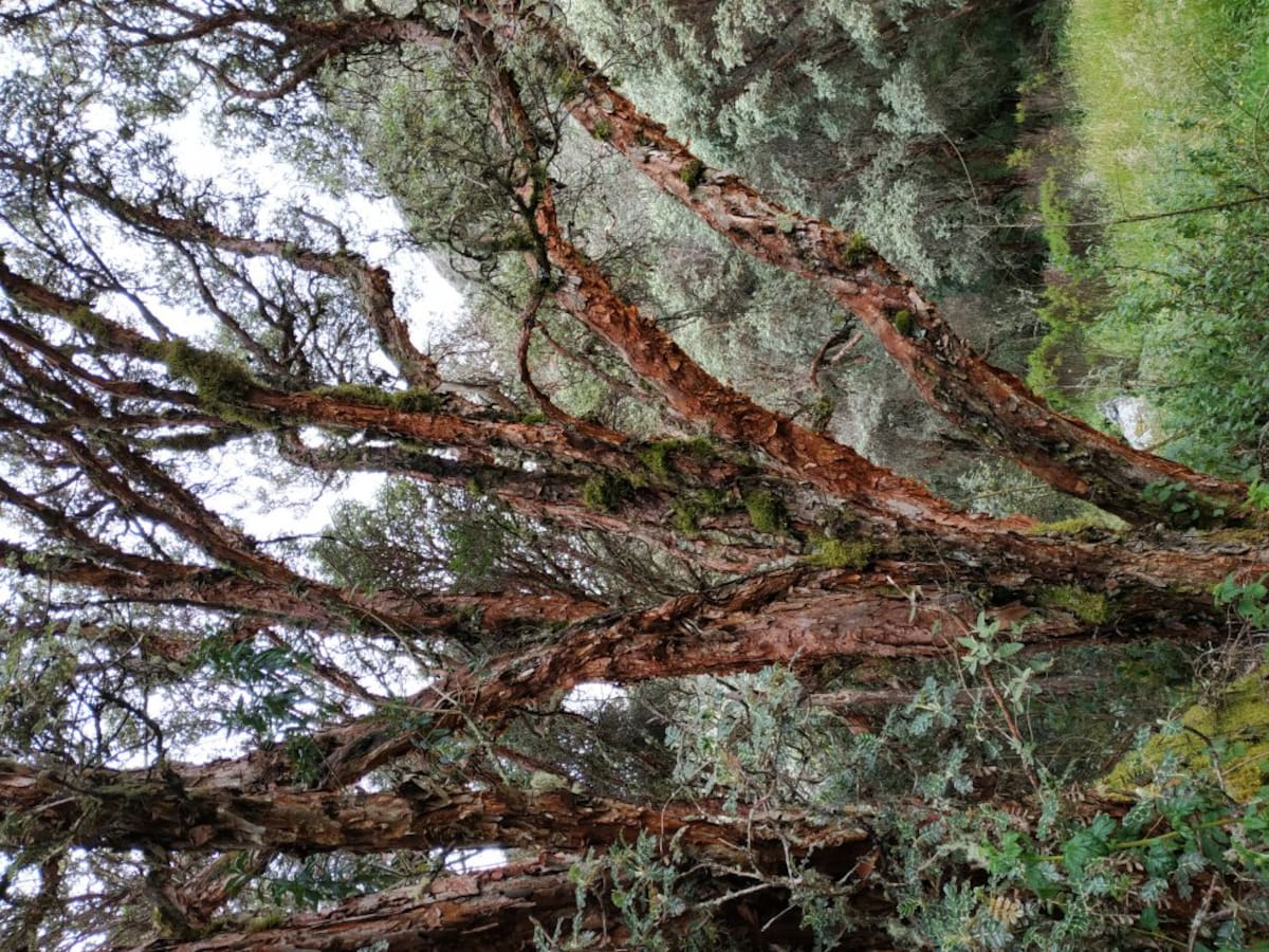 En Boyacá, el colorado es conocido como el árbol insignia de los páramos.