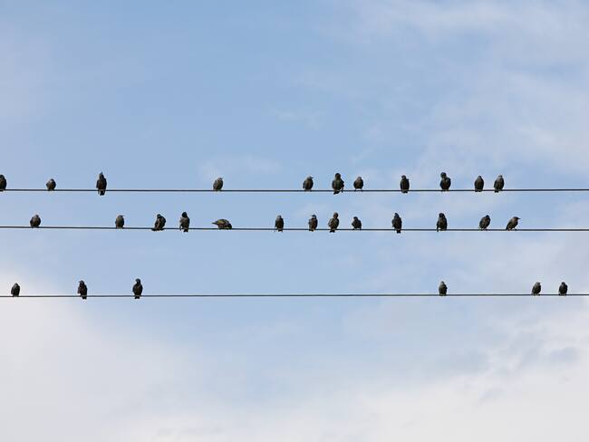 ¿Por qué los pájaros no se electrocutan con los cables de alta tensión?