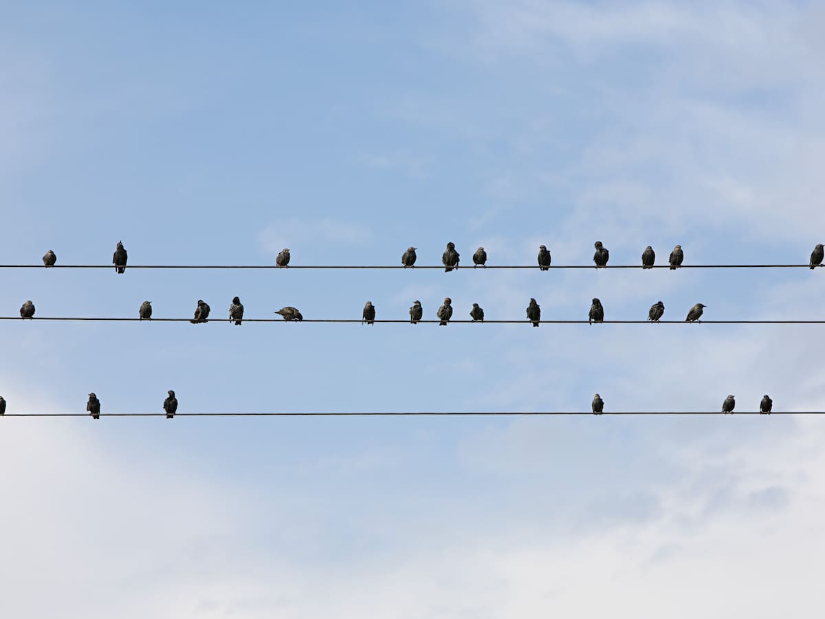 ¿Por qué los pájaros no se electrocutan con los cables de alta tensión?