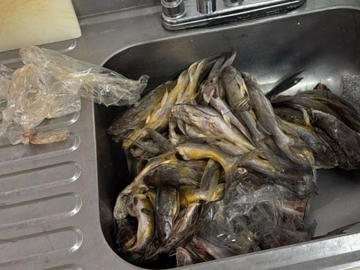 12 kilos de pescado en estado de descomposición fueron incautados por las autoridades en Armenia