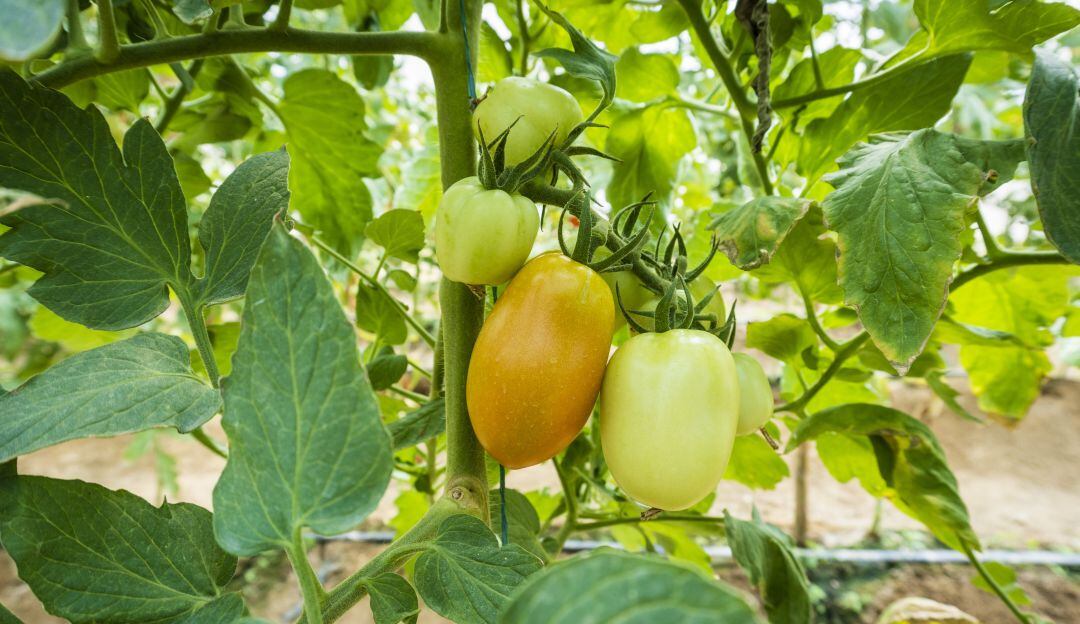 Tomates. Proyecto de Horticultura Protegida en el Centro de Investigación Caribia