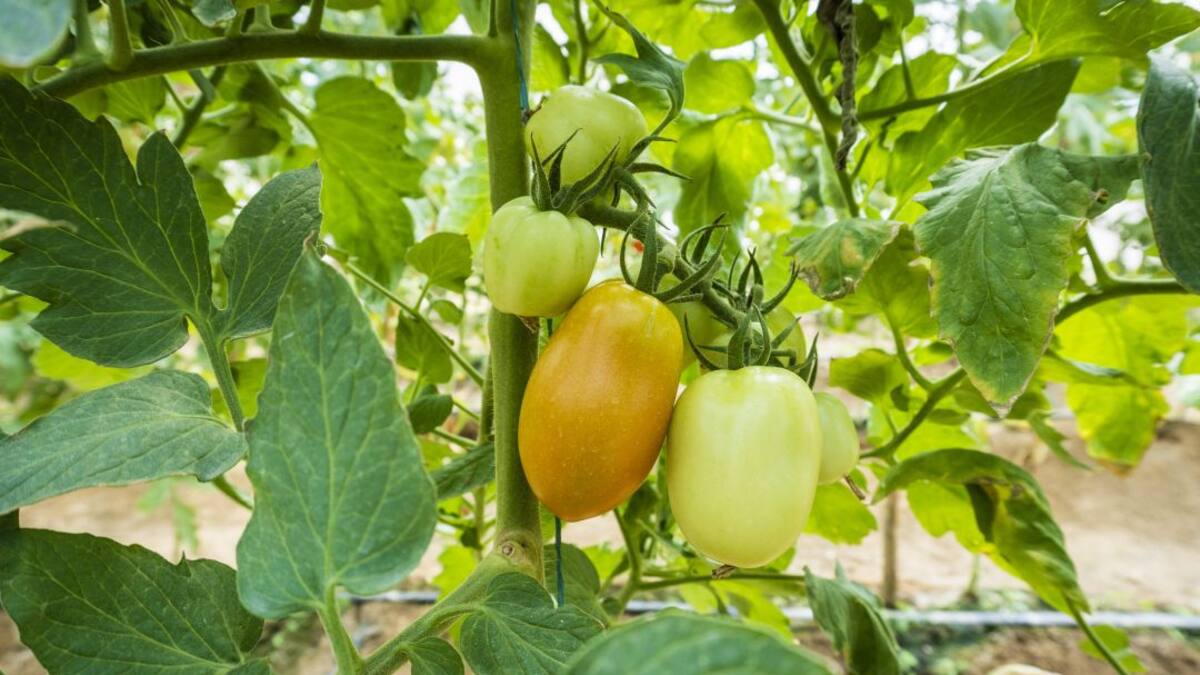 Proyecto de horticultura protegida recibe premio a excelencia científica