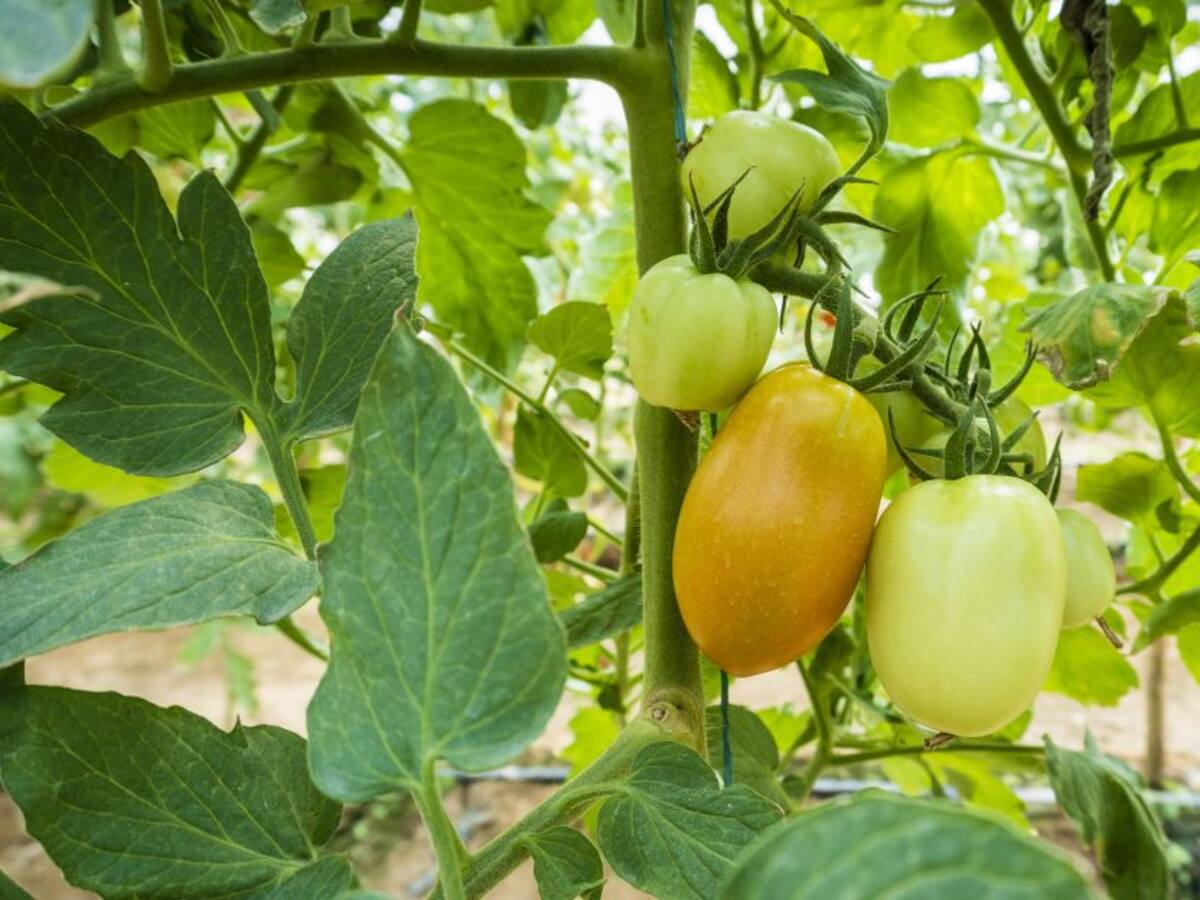 Proyecto de horticultura protegida recibe premio a excelencia científica