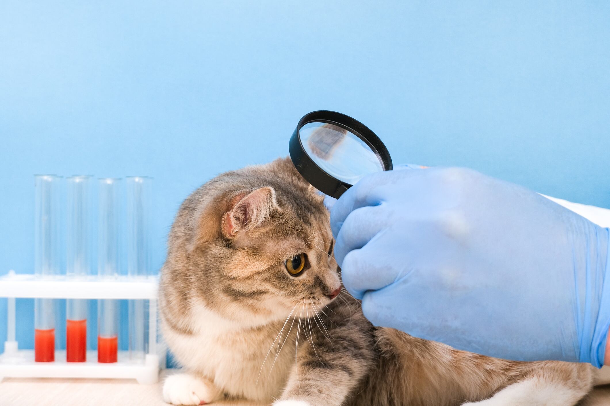 Gato en el veterinario (Getty Images)