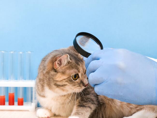 Gato en el veterinario (Getty Images)