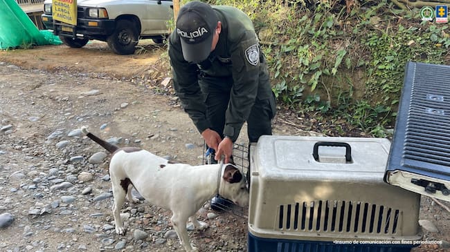 Perro rescatado en Quimbaya, Quindío luego de ser víctima de agresiones sexuales. Foto: Cortesía Fiscalía