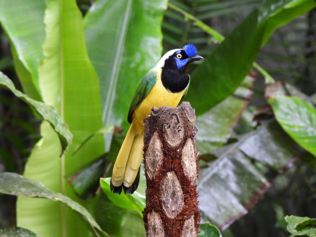 Desde la Secretaría de Desarrollo Económico y Turismo se hace la invitación a participar de este quinto Festival de Aves Huila 2023, en Garzón.