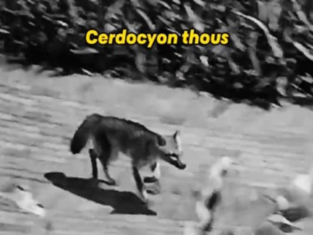 Pasillos del Museo del Oro Quimbaya en Armenia, pasarela de perros de monte y zorros