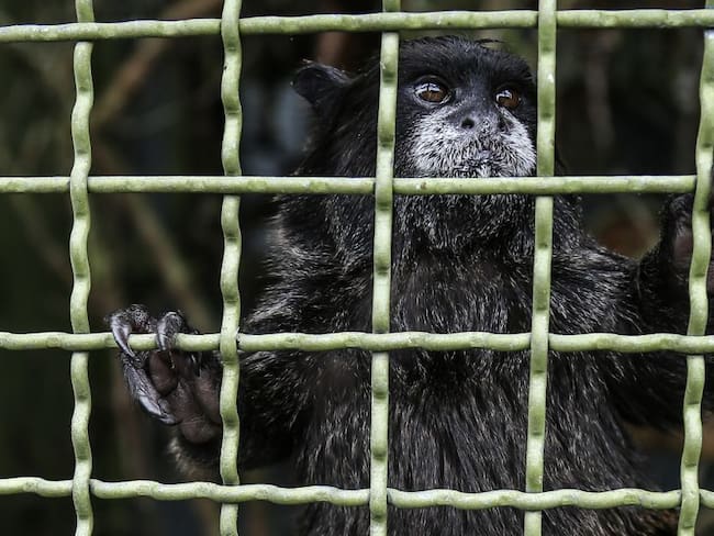 Ecuador, el país latino con más casos de tráfico de fauna