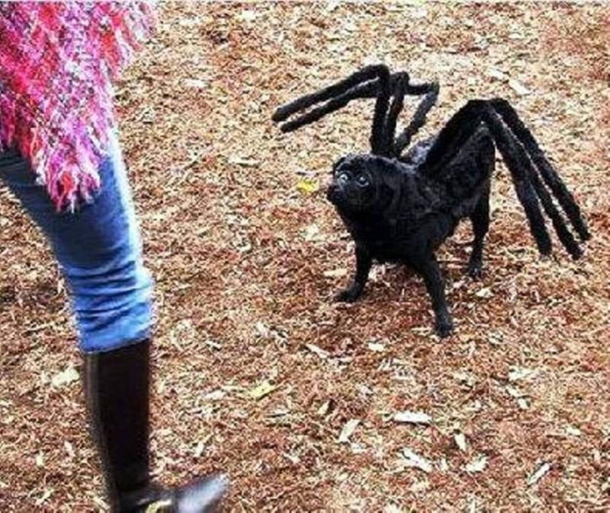 Las personas no dudan en vestir a sus mascotas el día de Halloween. Tanto ellos como los espectadores disfrutan, tanto así que participan en concursos.