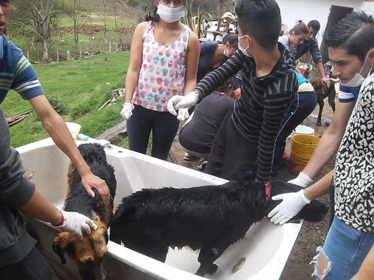 Los animales del refugio no solo recibieron alimentación, también recibieron aseo. 