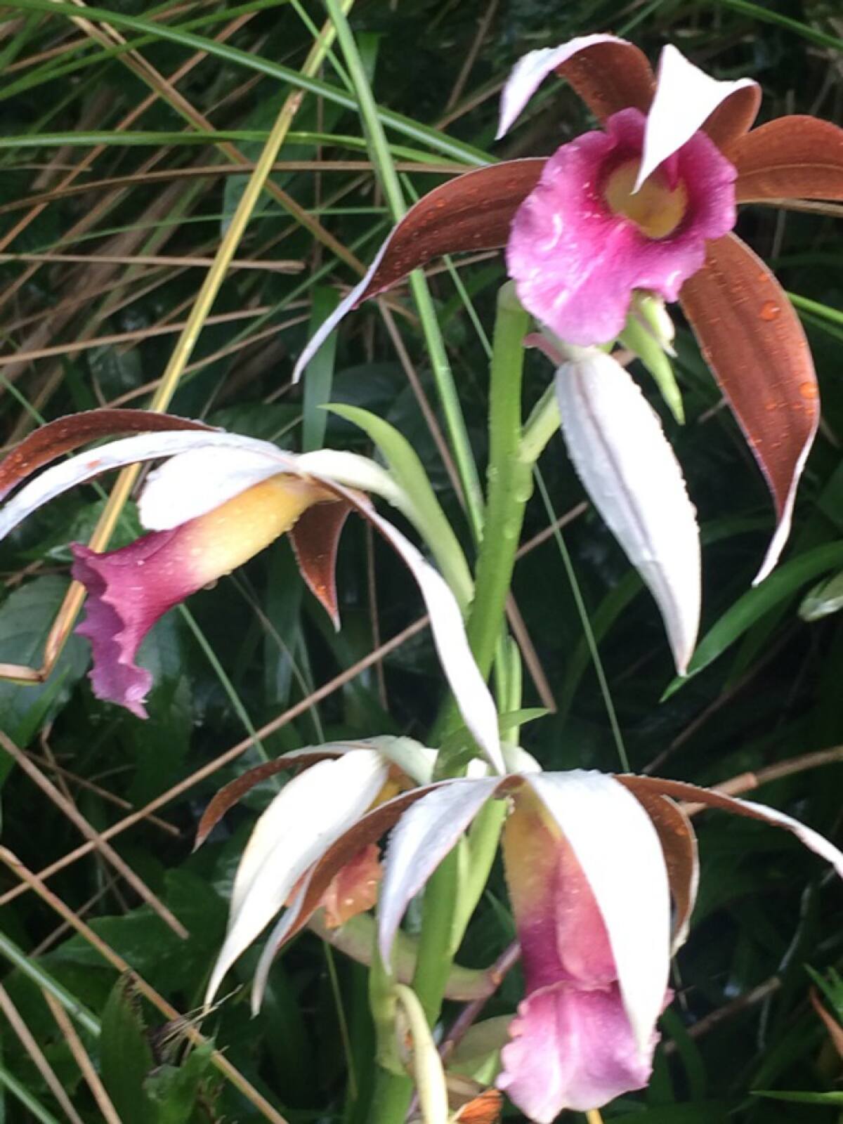 Hay 974 especies de orquídeas edémicas de la región Andina.