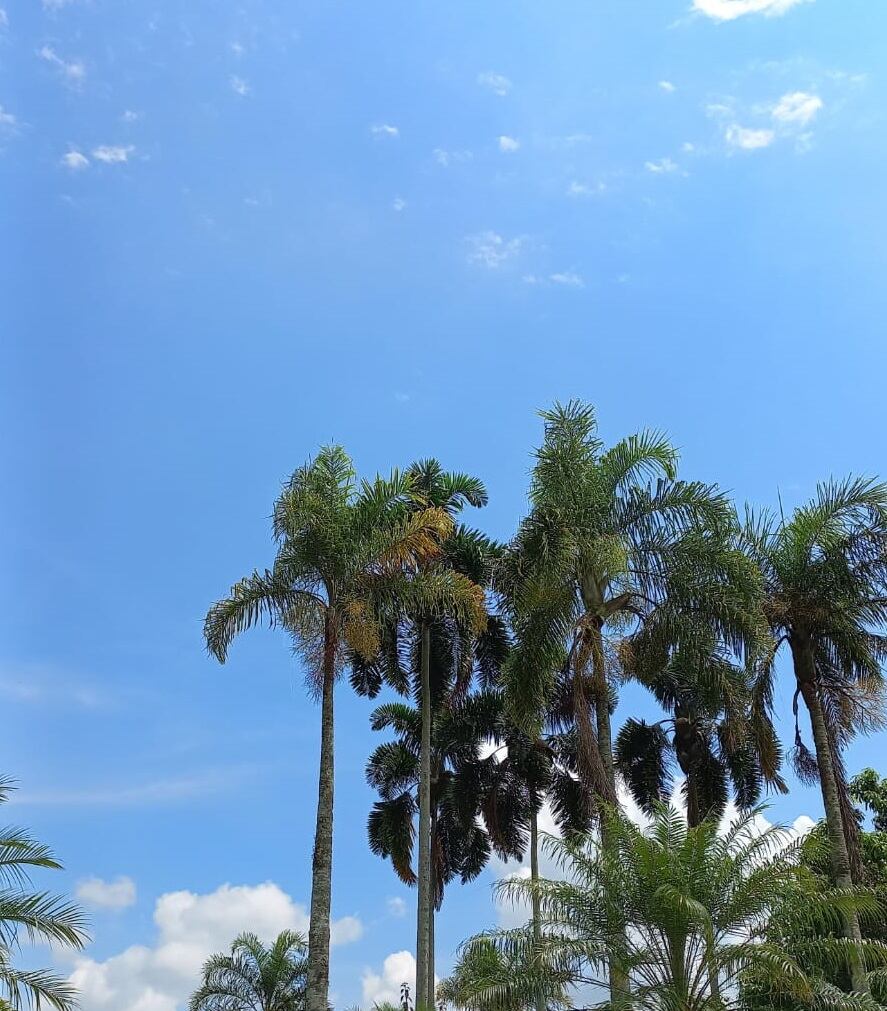 Paisaje soleado en La Tebaida-Quindío