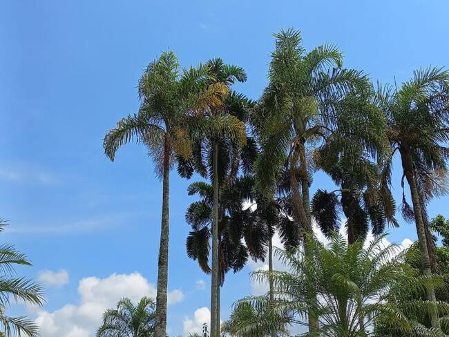 Paisaje soleado en La Tebaida-Quindío