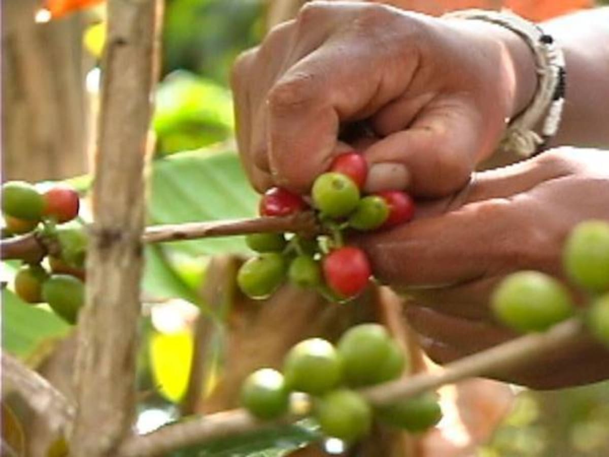 La producción cafetera creció en el Huila
