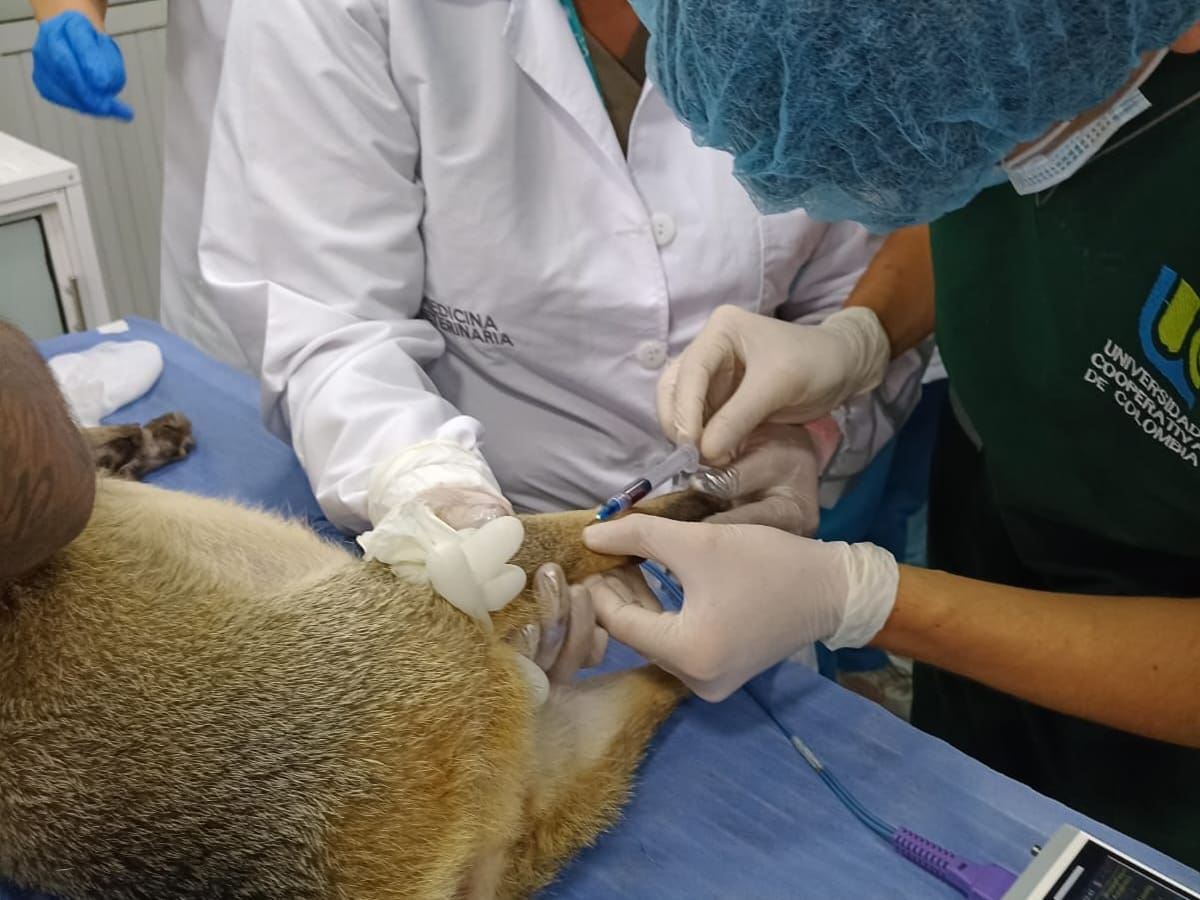 Cdmb y UCC lideran en Santander primer proceso en Colombia para crear biobanco de fauna silvestre
