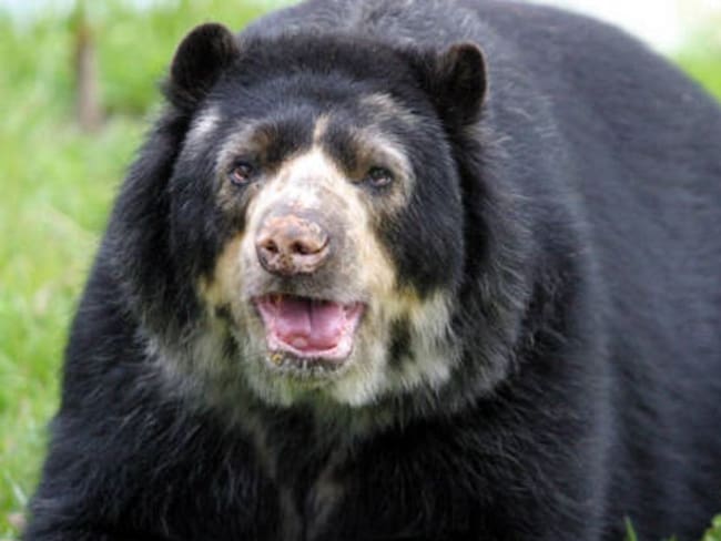 Un oso andino fue rescatado en una vía cercana al municipio de Moniquirá