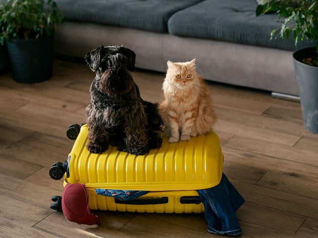 Perro y gato sobre maleta de viaje/ foto vía Getty Images