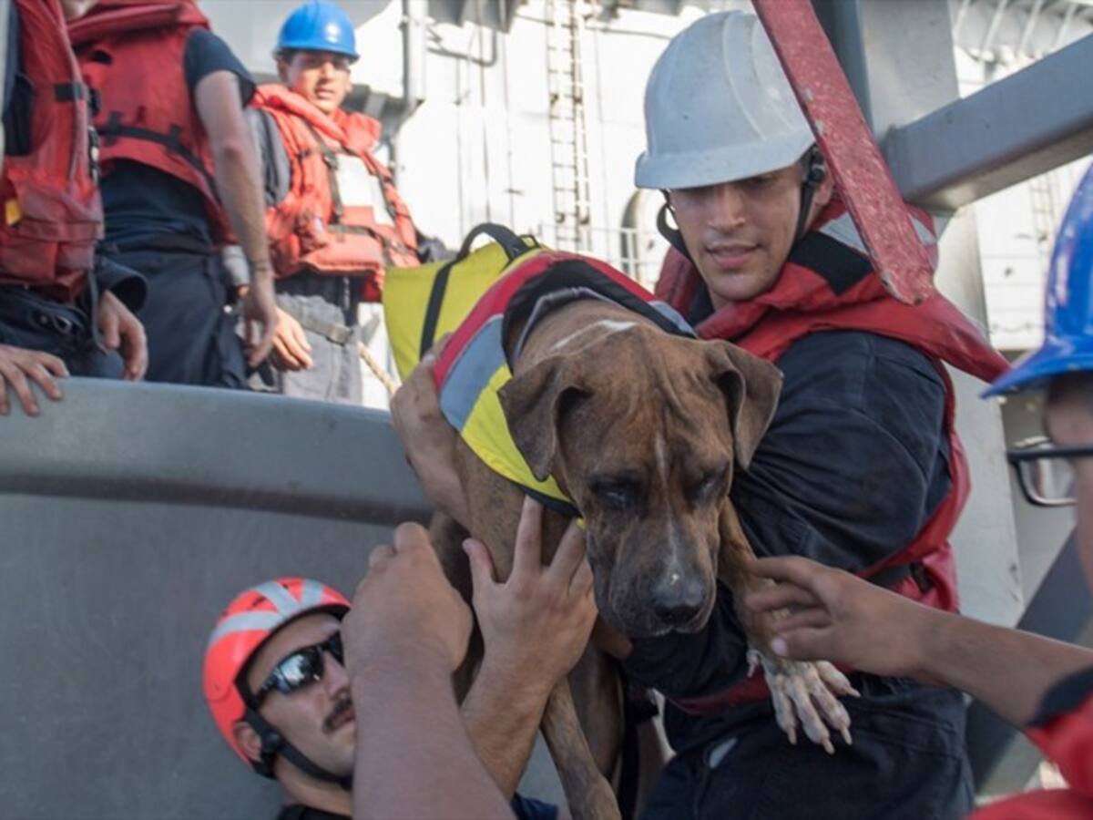 Tras cinco meses a la deriva en Océano Pacífico, dos mujeres y sus perros son rescatados