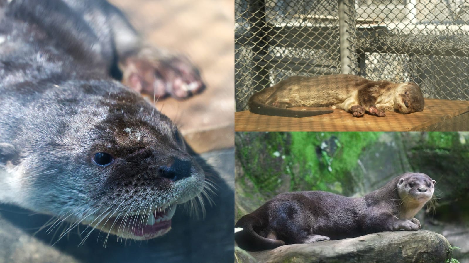 El animal presentaba lesiones y signos de domesticación, producto de haber estado en cautiverio.