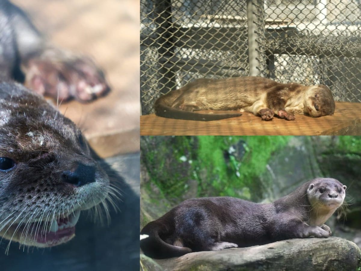 Nutria rescatada en Cali no podrá regresar a su hábitat por signos de domesticación